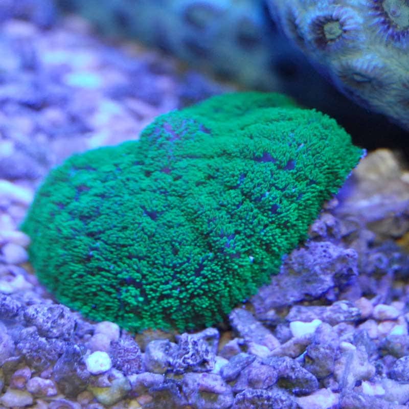 ディスクコーラル メタグリーン【01035】 | 海水魚図鑑（過去