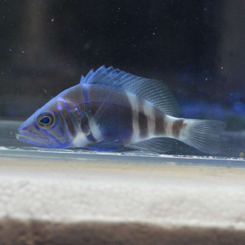 インディゴハムレット 海水魚 ハタ