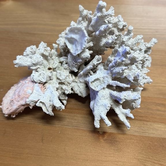 飾りサンゴ 楽天市場】枝サンゴ（水槽・アクアリウム内装｜熱帯魚・アクアリウム