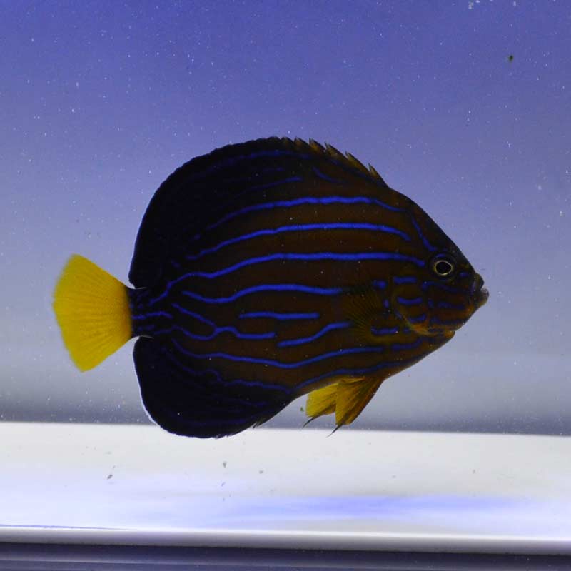 タテジマキンチャクダイ|お魚図鑑・熱帯魚の特徴・飼育ポイント