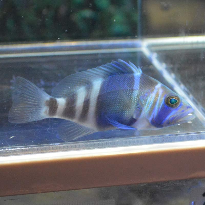 インディゴハムレット【カリブ産】 | 海水魚図鑑（過去入荷）,海水魚 
