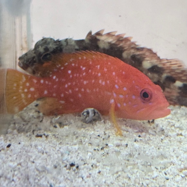 ディスクコーラル ワインレッド【09720】複数付 | 海水魚図鑑（過去