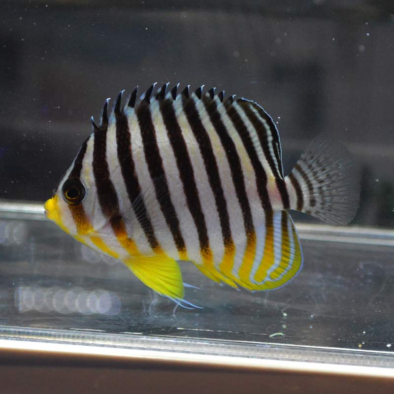 ヤッコ シマヤッコ 03【バリ産】 | 海水魚図鑑（過去入荷）,海水魚