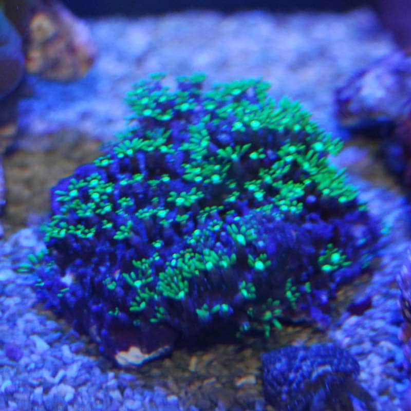 スターポリプ大 沖縄産スターポリプ 強メタリックグリーン ロングポリプ Lサイズ