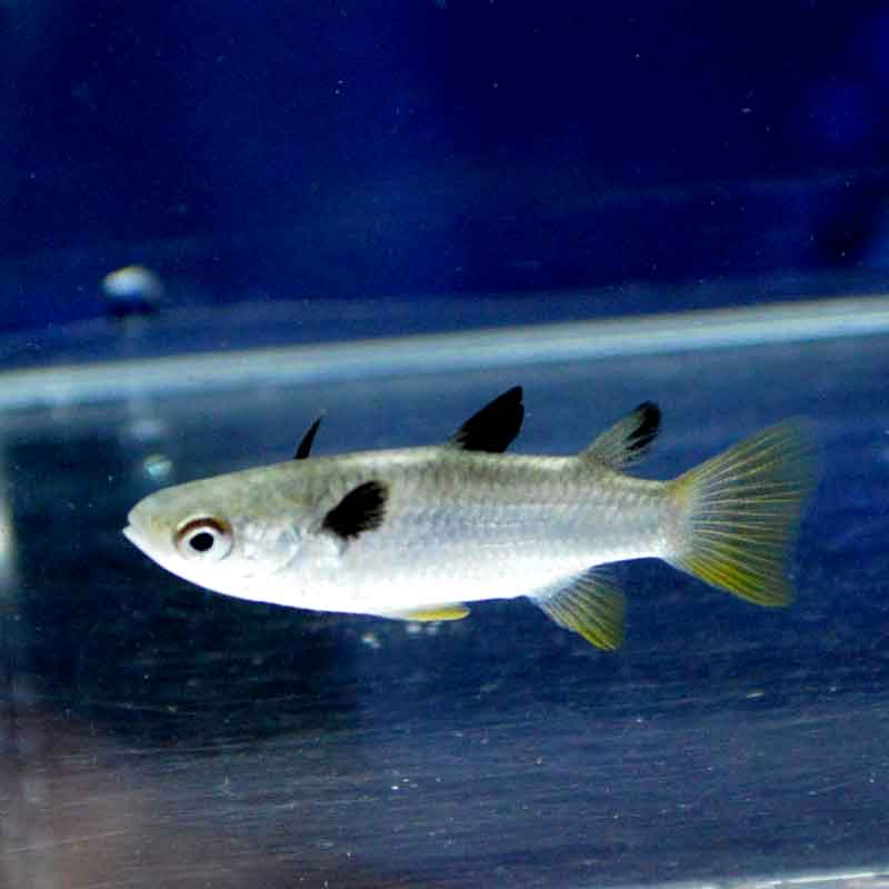 海水魚 オニボラ【近海産】 | 海水魚図鑑（過去入荷）,海水魚,その他 | やどかり屋