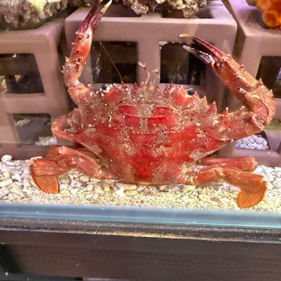 ベニイシガニ【近海産】 | 水棲ヤドカリ・甲殻類,カニ | やどかり屋