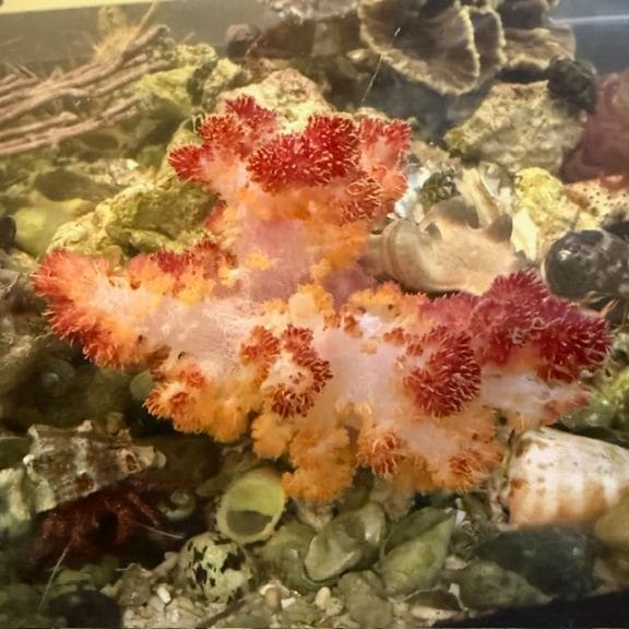 トビエイ【近海産ハンドコート】【店頭販売のみ】 | 海水魚図鑑（過去