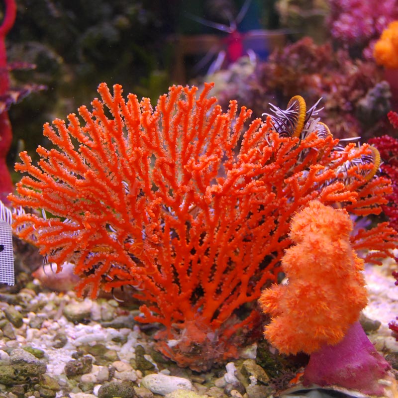 イソバナ珊瑚 イソバナ 写真素材 [2441672] - フォトライブラリー