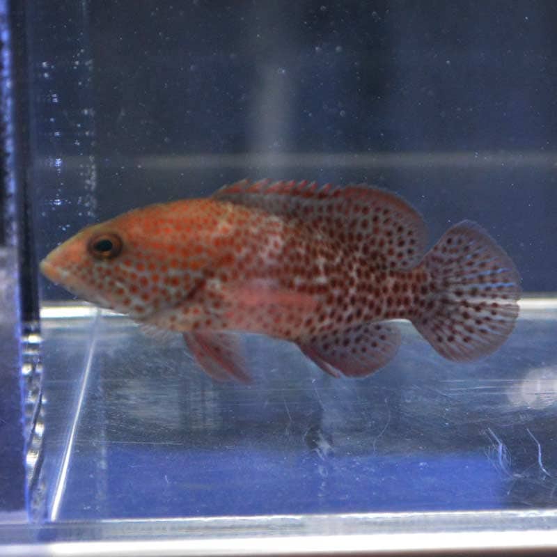 グレイスビーグルーパー【カリブ産】 | 海水魚図鑑（過去入荷）,海水魚