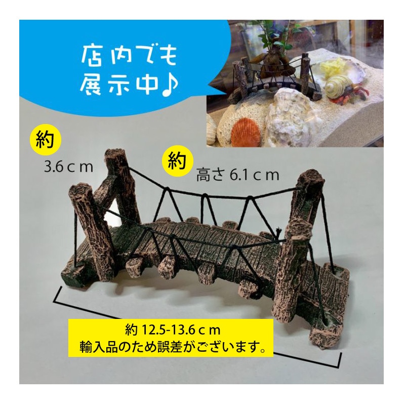 ヤドカリ・ブリッジS12.5-13.6cm | オカヤドカリ飼育用品