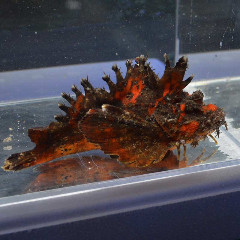 オニオコゼ【近海産】 | 海水魚図鑑（過去入荷）,海水魚,カサゴ