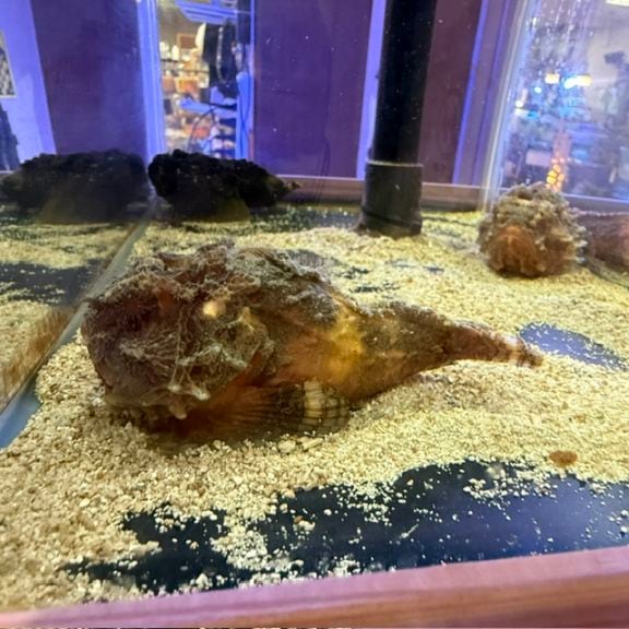 ジュウイチトゲコブシガニ【セブ産】 | 海水魚図鑑（過去入荷）,甲殻類