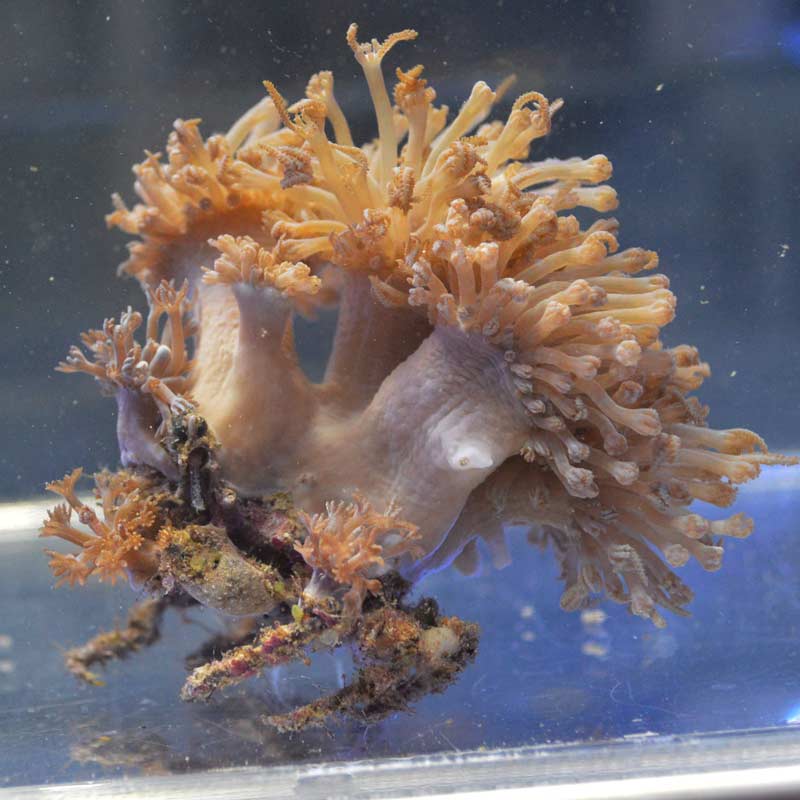 ウミアザミを背負っているカニ【沖縄産】 | 海水魚図鑑（過去入荷