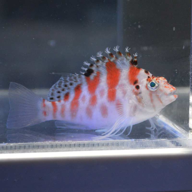 ミナミゴンベ【セブ産】 | 海水魚図鑑（過去入荷）,海水魚,ゴンベ