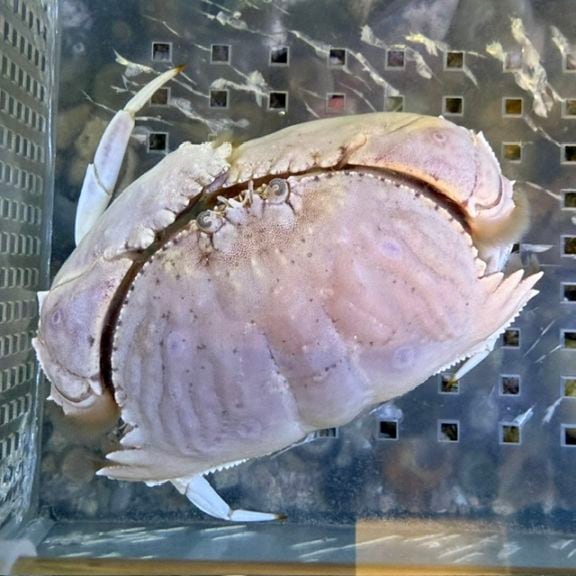 タガヤサンミナシ【近海産】【猛毒注意】 | 海水魚図鑑（過去入荷
