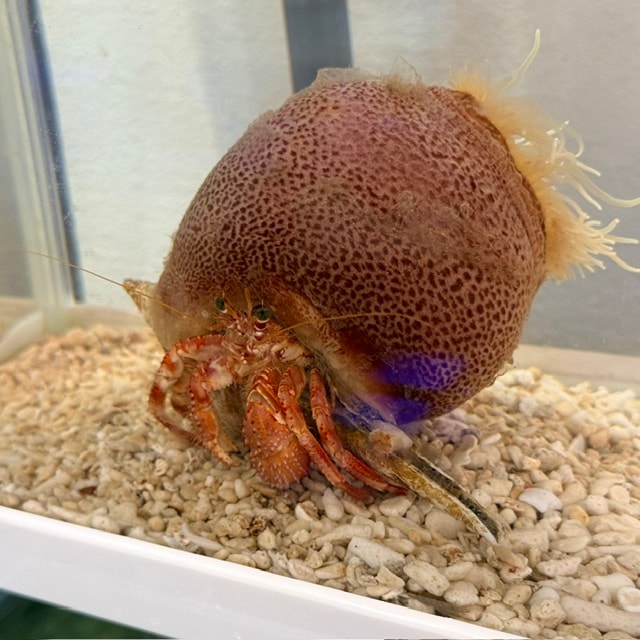 サンゴタツ 【近海産】オス | 海水魚図鑑（過去入荷）,海水魚