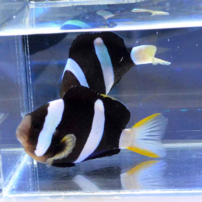 アラルズアネモネフィッシュ【ケニア産】 | 海水魚図鑑（過去入荷