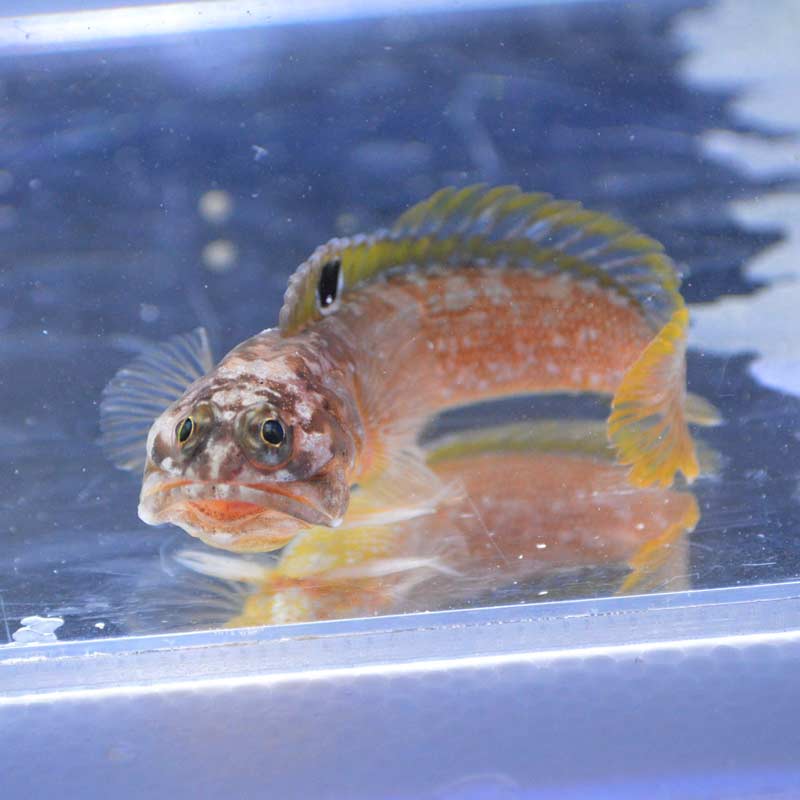 ニラミアマダイ【近海産】 | 海水魚図鑑（過去入荷）,海水魚,ジョー