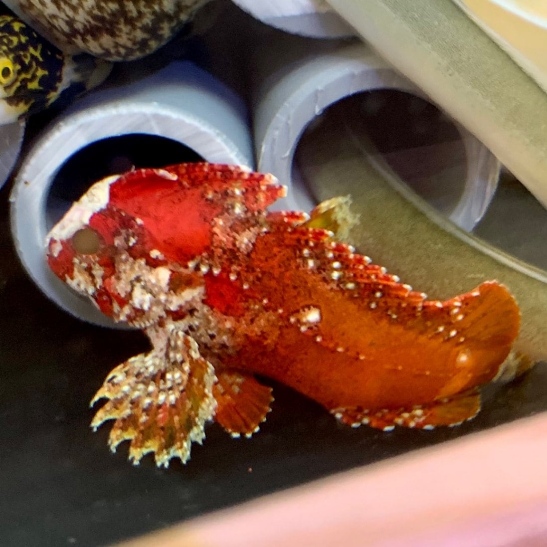 バンドテールワスプフィッシュ 【フィリピン産】 | 海水魚図鑑（過去