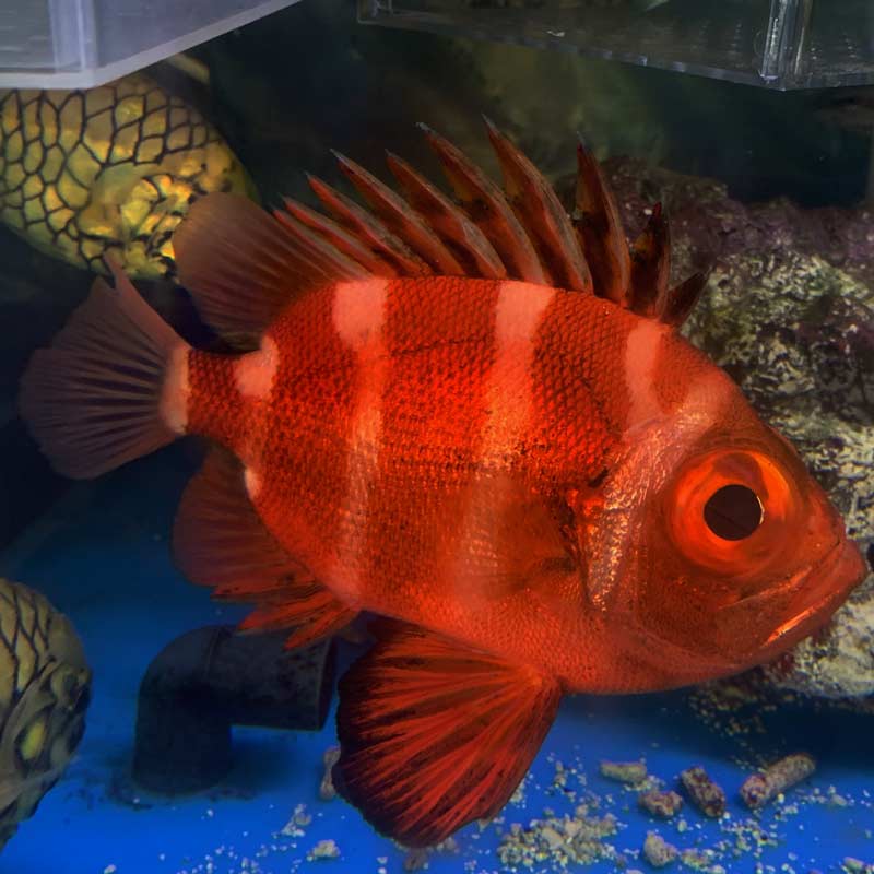 クルマダイ【近海産】 | 海水魚図鑑（過去入荷）,海水魚,その他