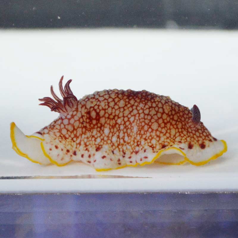 サラサウミウシ 近海産 海水魚図鑑 過去入荷 海水魚 貝 ウミウシ ナマコ やどかり屋