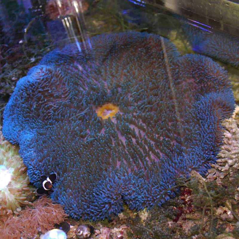 ハタゴイソギンチャク ブルー 海水魚図鑑 過去入荷 サンゴ イソギンチャク イソギンチャク やどかり屋 ハタゴイソギンチャク ブルー 海水魚図鑑 過去入荷 サンゴ イソギンチャク イソギンチャク やどかり屋