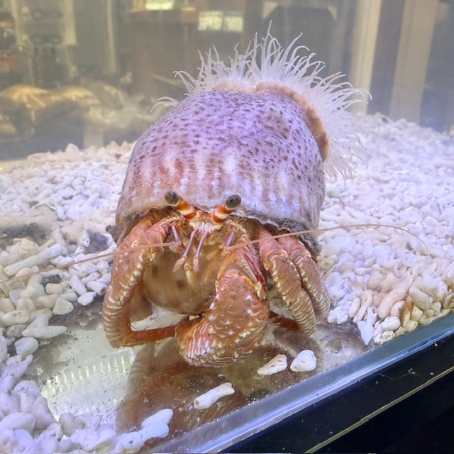 ヒシガニ【近海産】 | 水棲ヤドカリ・甲殻類,カニ | やどかり屋