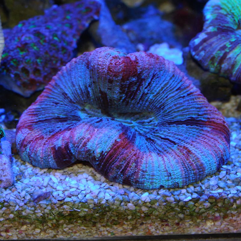 オオバナサンゴ 海水魚図鑑 過去入荷 サンゴ イソギンチャク ハードコーラル やどかり屋