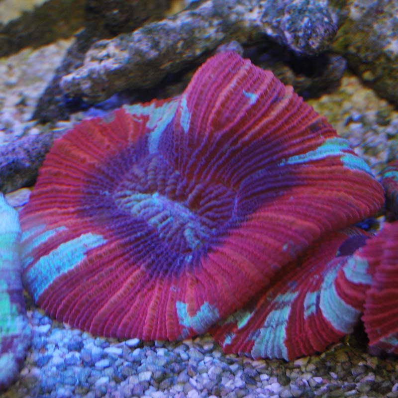 オオバナサンゴ 海水魚図鑑 過去入荷 サンゴ イソギンチャク ハードコーラル やどかり屋