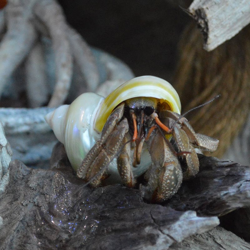 貝殻Lセット 03 | 貝殻,オカヤドカリ用貝殻,Lサイズ | やどかり屋