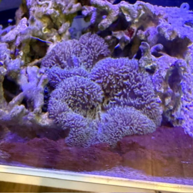 イソバナ【11066】 | 海水魚図鑑（過去入荷）,サンゴ・イソギンチャク