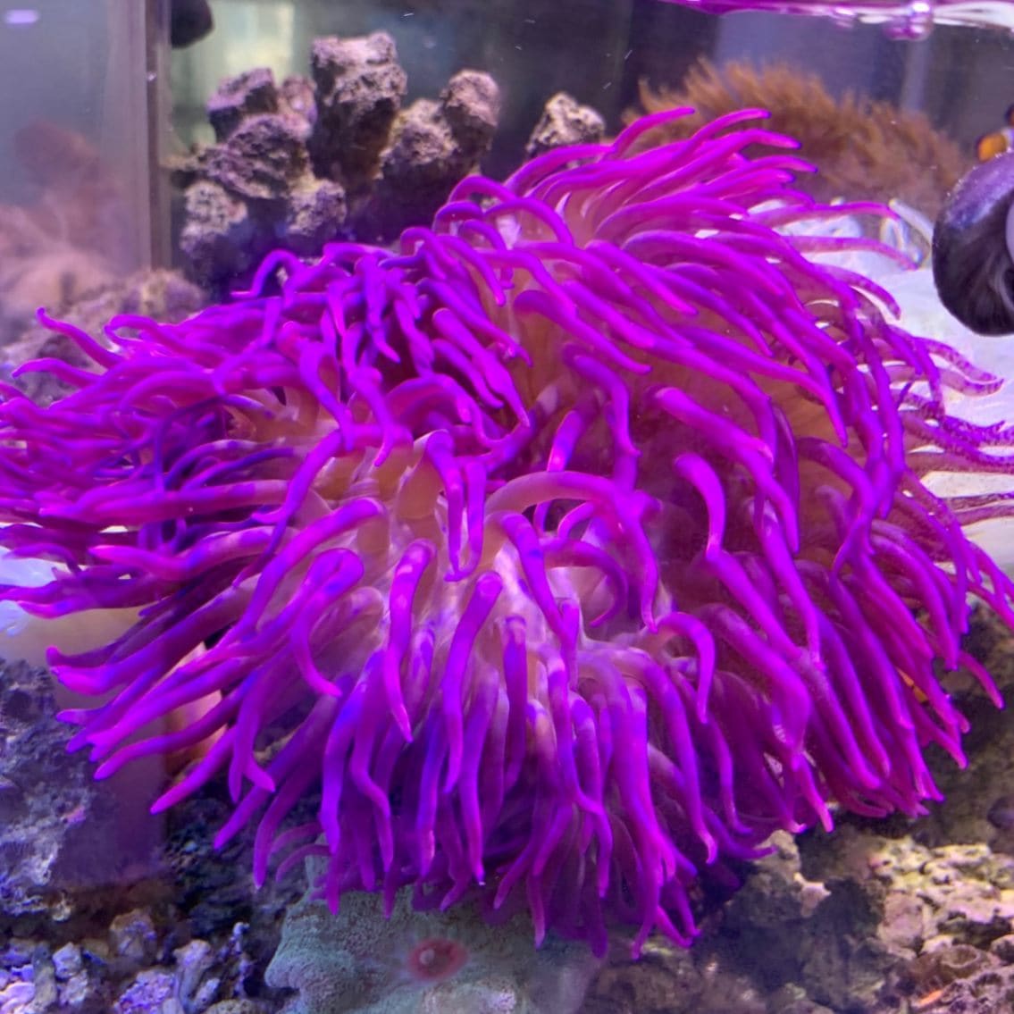 マバラシライトイソギンチャク パープル【011025】 | 海水魚図鑑（過去