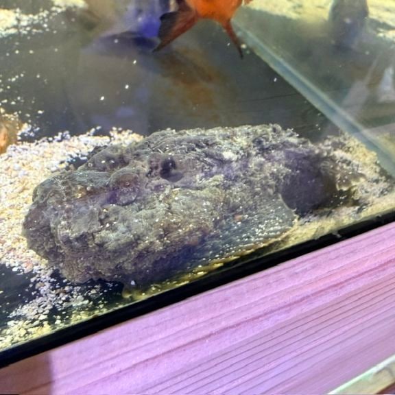 シチセンベラ【マニラ産】 | 海水魚図鑑（過去入荷）,海水魚,ベラ