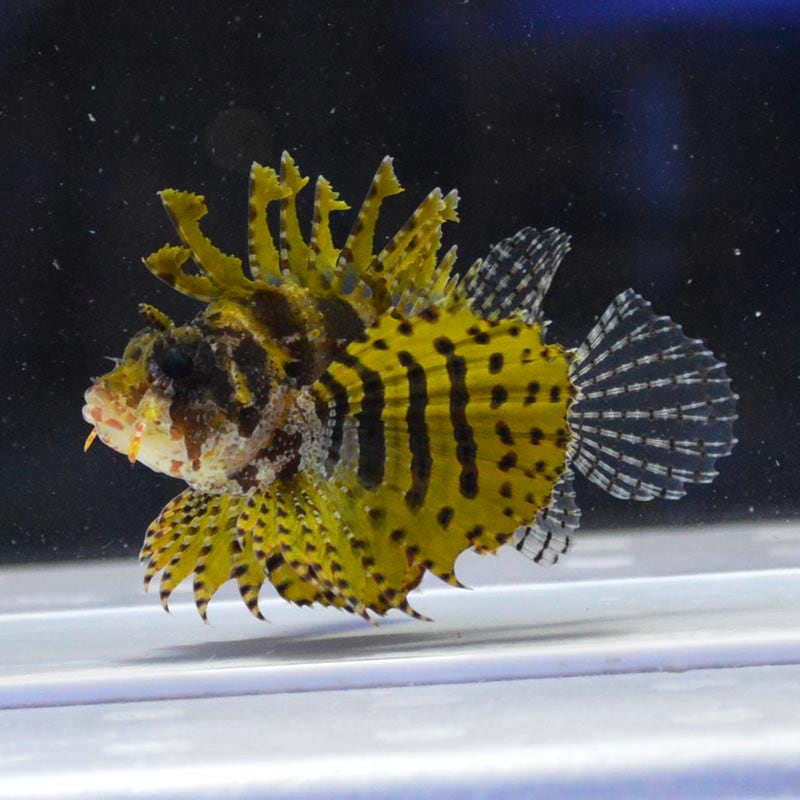 海水魚 シマヒメヤマノカミ【セブ産】 | 海水魚図鑑（過去入荷）,海水魚