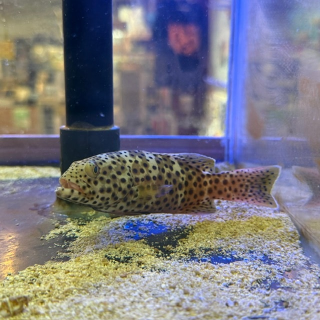 フレーミングリーフロブスター【ガーナ産】 | 海水魚図鑑（過去入荷