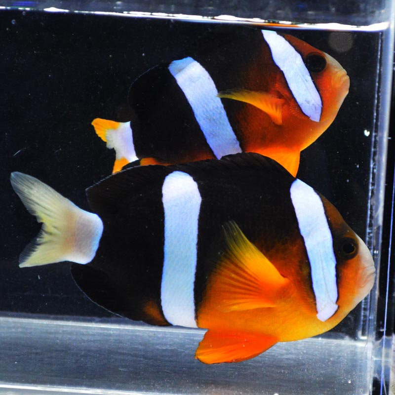 クマノミ a1_2311041900r.jpg