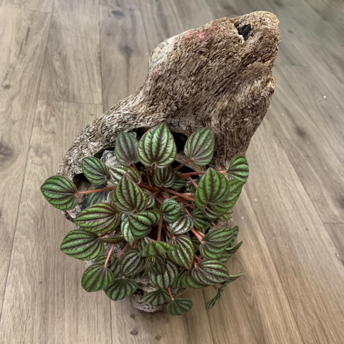 天然流木37cm【030】 | すべての商品 | やどかり屋