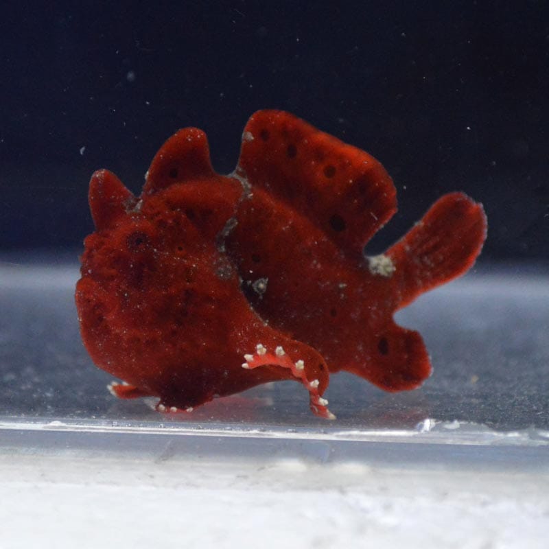 イロカエルアンコウ レッド インドネシア産 海水魚図鑑 過去入荷 海水魚 カエルアンコウ トードフィッシュ やどかり屋
