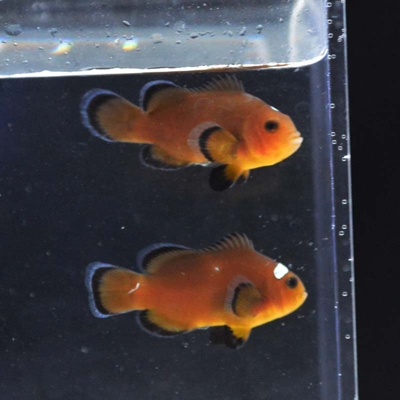 カクレクマノミ オレンジストーム二匹セット