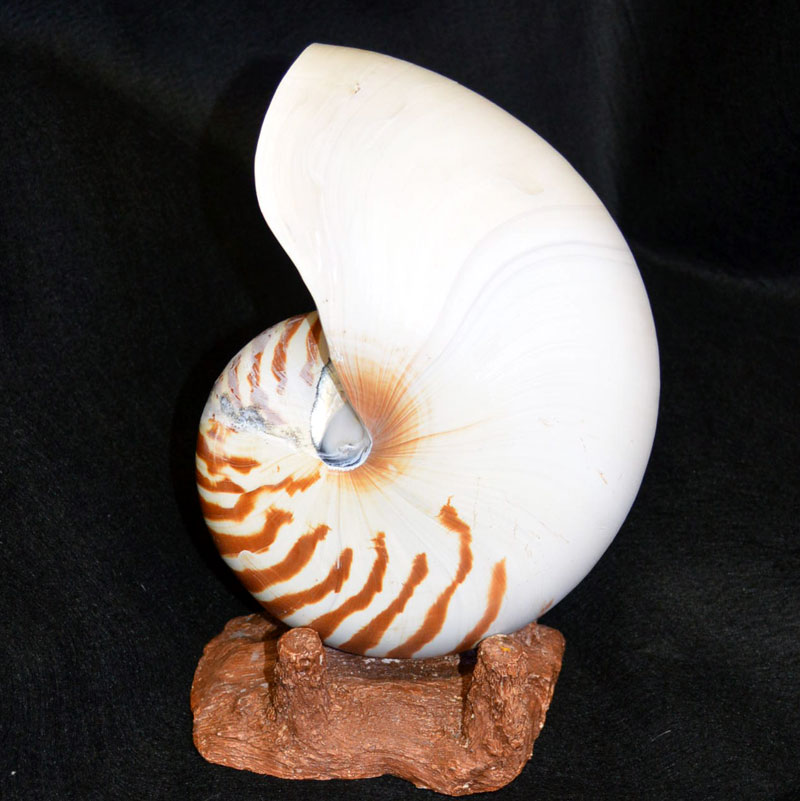 パラオオウムガイ 21cm | すべての商品 | やどかり屋