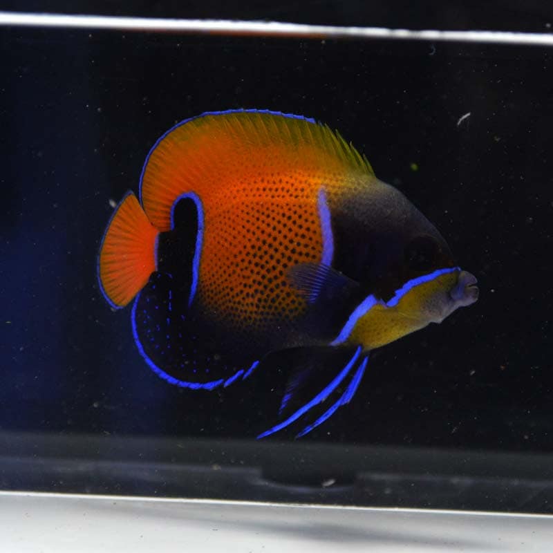 イナズマヤッコ インドネシア産 海水魚図鑑 過去入荷 海水魚 ヤッコ やどかり屋