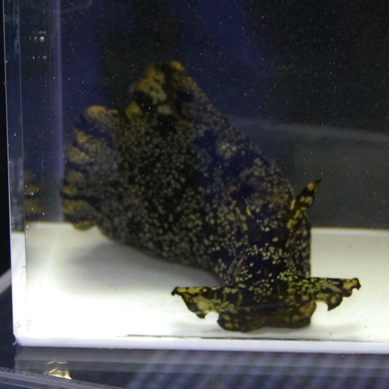 アメフラシ 近海産 海水魚図鑑 過去入荷 海水魚 貝 ウミウシ ナマコ やどかり屋