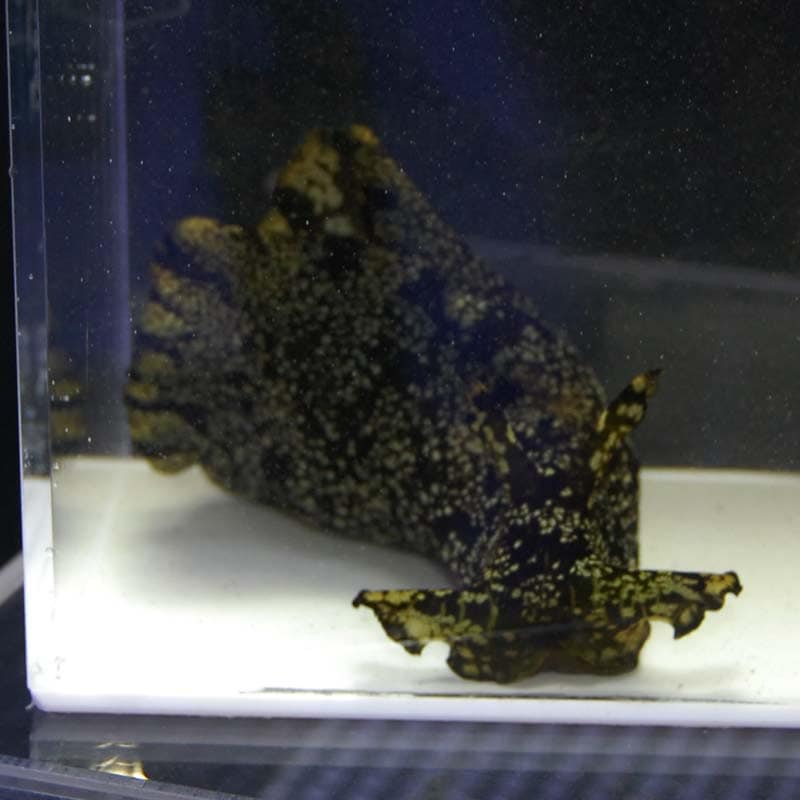 アメフラシ 近海産 海水魚図鑑 過去入荷 海水魚 貝 ウミウシ ナマコ やどかり屋