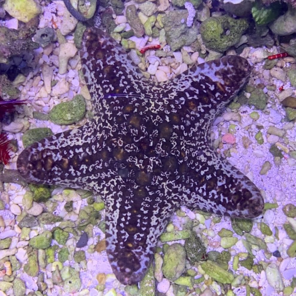 コブヒトデモドキ 海水魚 ヒトデ シダ やどかり屋 コブヒトデモドキ 海水魚 ヒトデ シダ やどかり屋