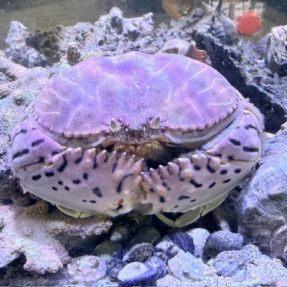 オニヒトデ【近海産】 | 海水魚図鑑（過去入荷）,海水魚,ヒトデ・シダ