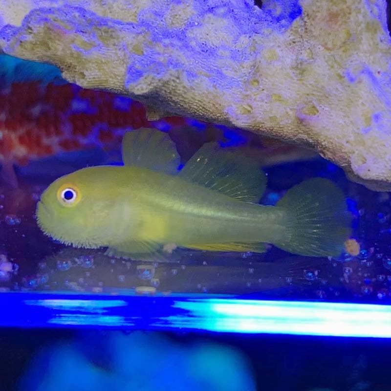アカネダルマハゼ 【沖縄産】 | 海水魚図鑑（過去入荷）,海水魚,ハゼ