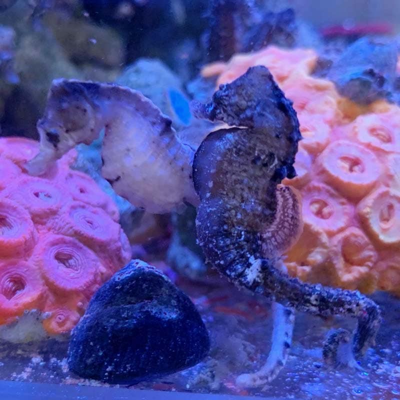 サンゴタツ 仲良しペア【近海産】 | 海水魚図鑑（過去入荷）,海水魚