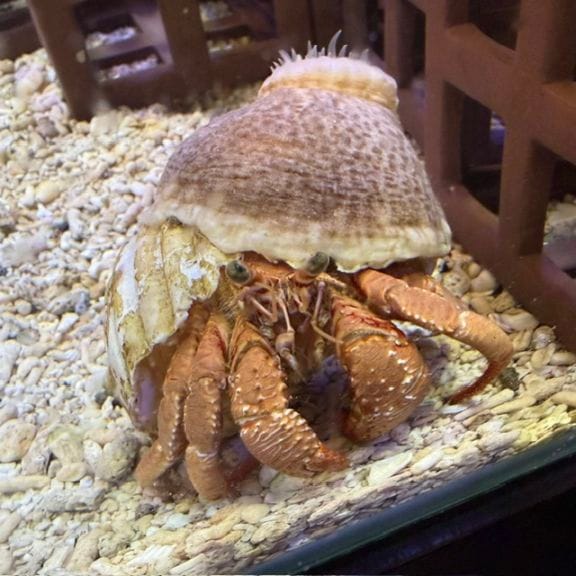 ハナガササンゴ【07001】BIG! | 海水魚図鑑（過去入荷）,サンゴ