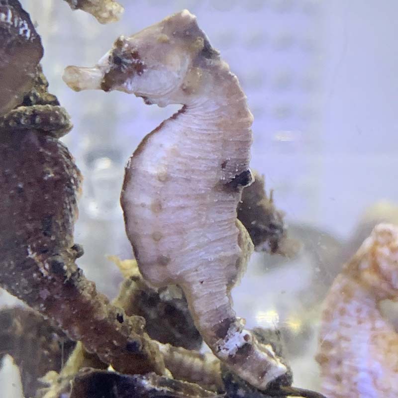 サンゴタツ ホワイト系【近海産】メス | 海水魚図鑑（過去入荷