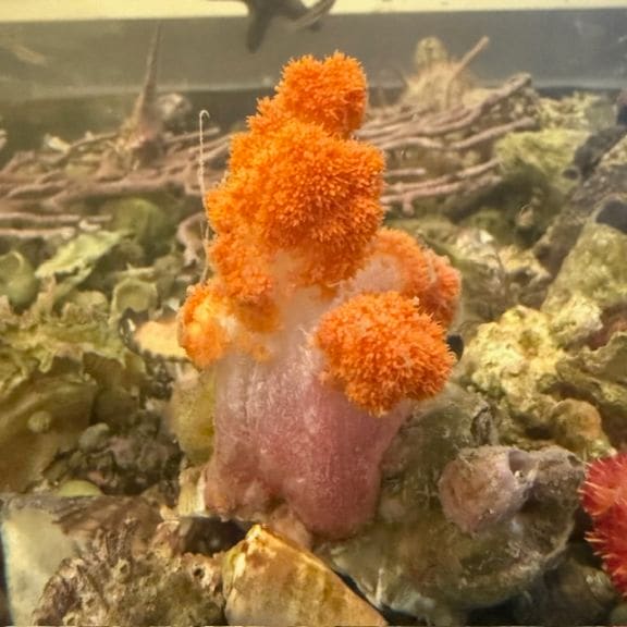 トビエイ【近海産ハンドコート】【店頭販売のみ】 | 海水魚図鑑（過去